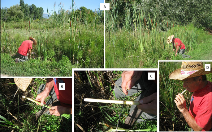 Archaic Food Uses of Large Graminoids in Agro Peligno Wetlands (Abruzzo,  Central Italy) Compared With the European Ethnobotanical and Archaeological  Literature | SpringerLink