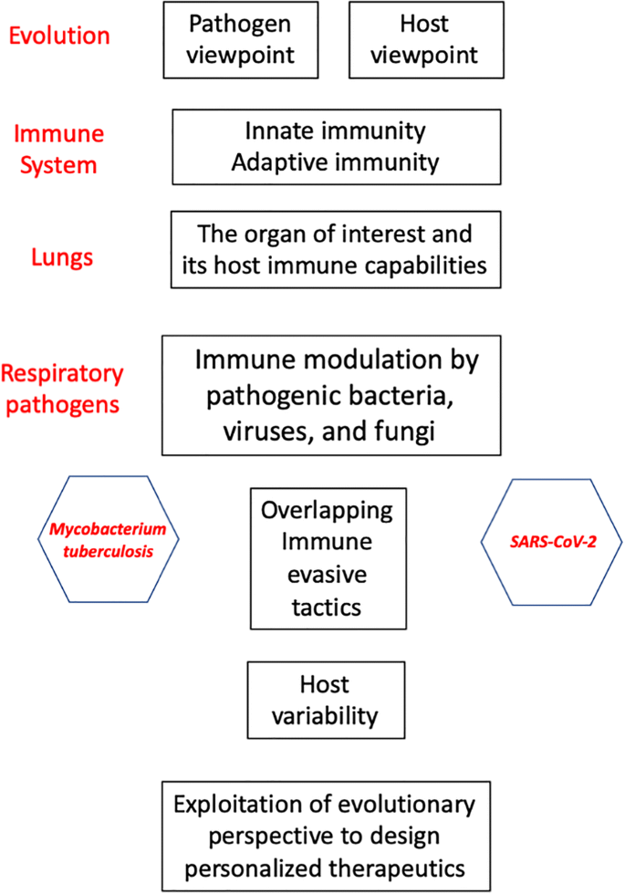 PDF) Streptococcus pyogenes evades adaptive immunity through