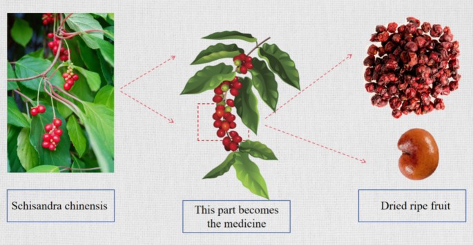 schisandra glutathione Schisandra chinensis in noncommunicable disease management: therapeutic  prospects within the PPPM framework | EPMA Journal