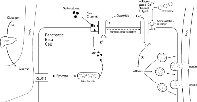 Octreotide's Role in the Management of Sulfonylurea-Induced Hypoglycemia |  SpringerLink