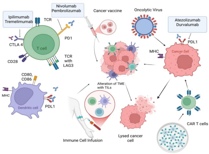 Current Status of Immunotherapy in Resectable Lung Cancer | Indian ...