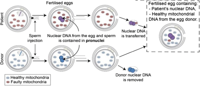 mitochondrial donation