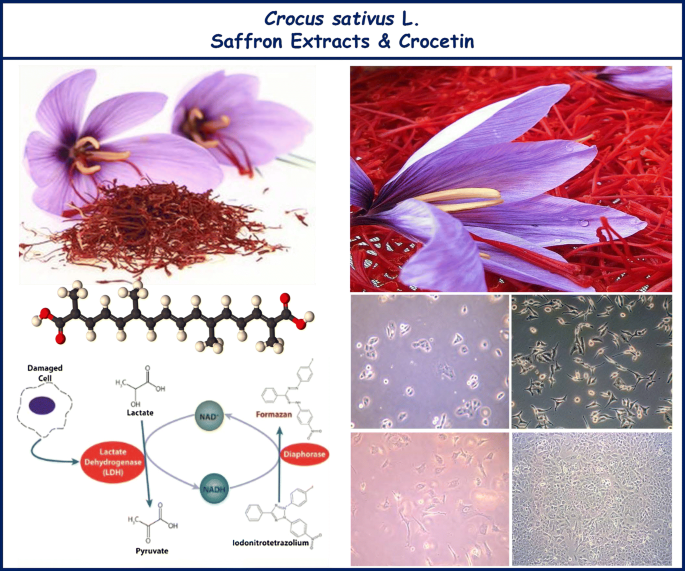 Comparative Anticancer Activity Analysis Of Saffron Extracts And A Principle Component Crocetin For Prevention And Treatment Of Human Malignancies Springerlink