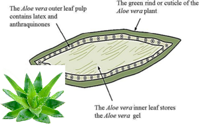 A Comprehensive Overview Of Functional And Rheological Properties Of Aloe Vera And Its Application In Foods Springerlink