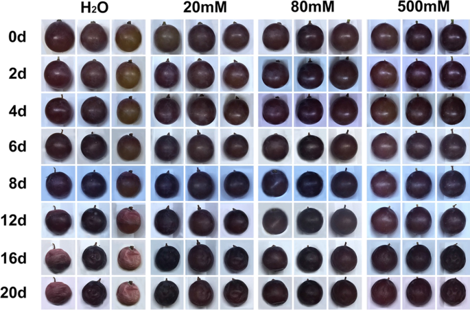 Transcriptional And Metabolite Analysis Reveal A Shift In Fruit Quality In Response To Calcium Chloride Treatment On Kyoho Grapevine Springerlink