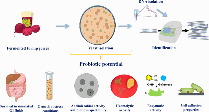 Isolation, identification and in vitro probiotic characterisation of ...