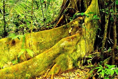 Tropical Rainforests As Dynamic Symbiospheres Of Life Springerlink Tropical Rainforests As Dynamic Symbiospheres Of Life Springerlink