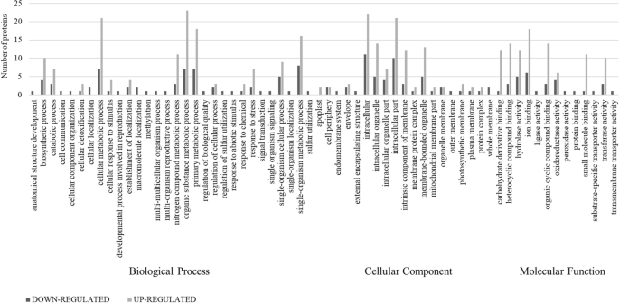 2018 Bacon Report: Powerhouse protein, 2018-09-20