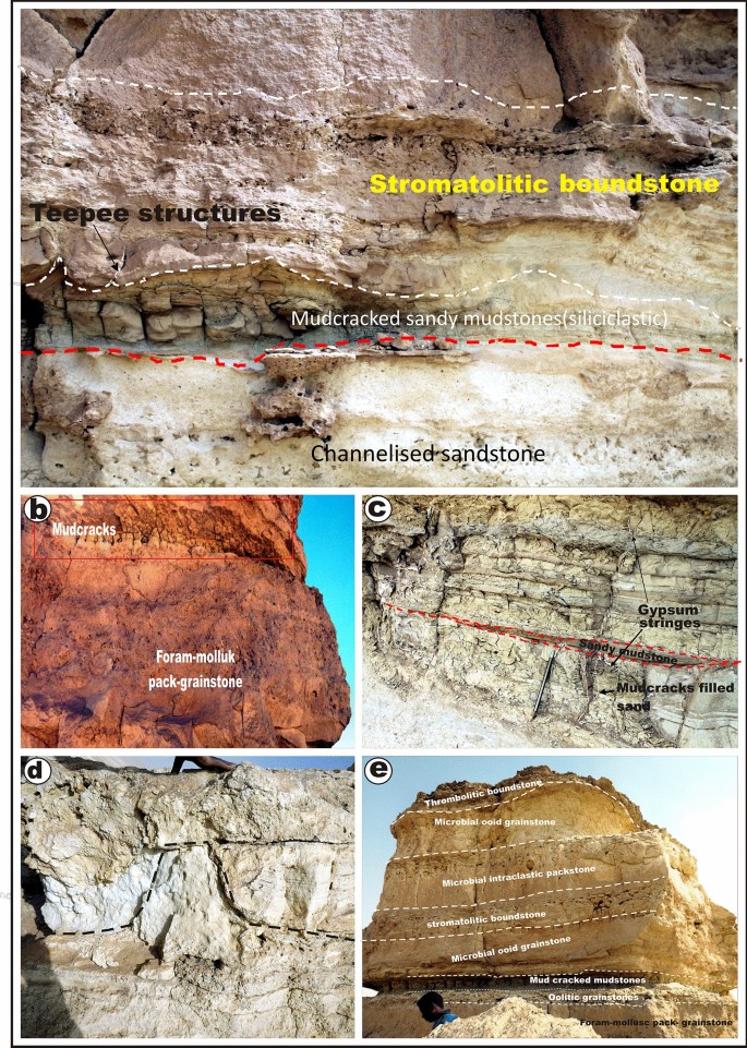 Facies within the Earlie Formation. A) Interbedded sandstone and