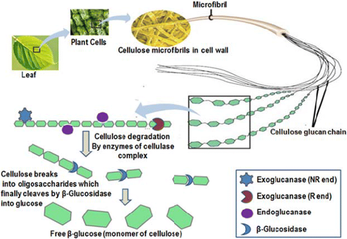 Catalytic properties, functional attributes and industrial applications of β -glucosidases | SpringerLink