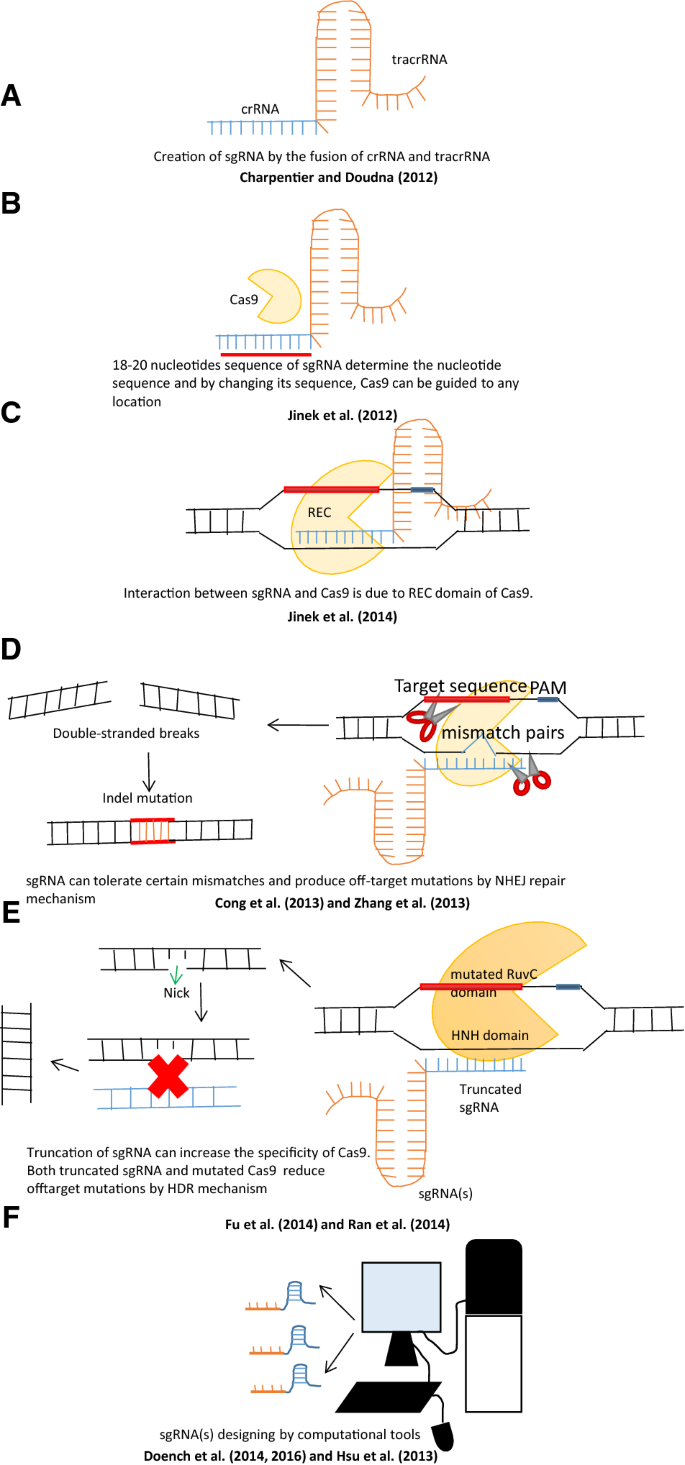 An Overview Of Designing And Selection Of Sgrnas For Precise Genome Editing By The Crispr Cas9 System In Plants Springerlink