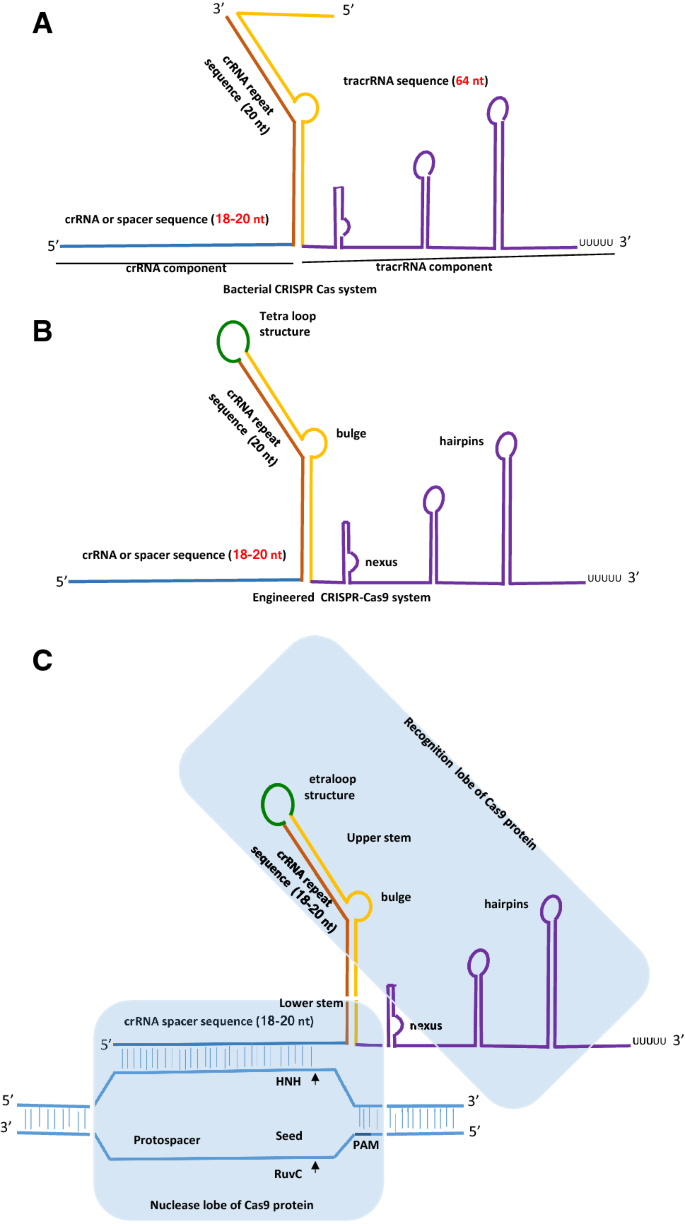 An Overview Of Designing And Selection Of Sgrnas For Precise Genome Editing By The Crispr Cas9 System In Plants Springerlink