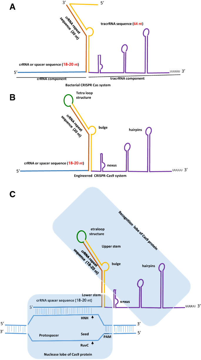 An Overview Of Designing And Selection Of Sgrnas For Precise Genome Editing By The Crispr Cas9 System In Plants Springerlink An Overview Of Designing And Selection Of Sgrnas For Precise Genome Editing By The Crispr Cas9 System In Plants Springerlink