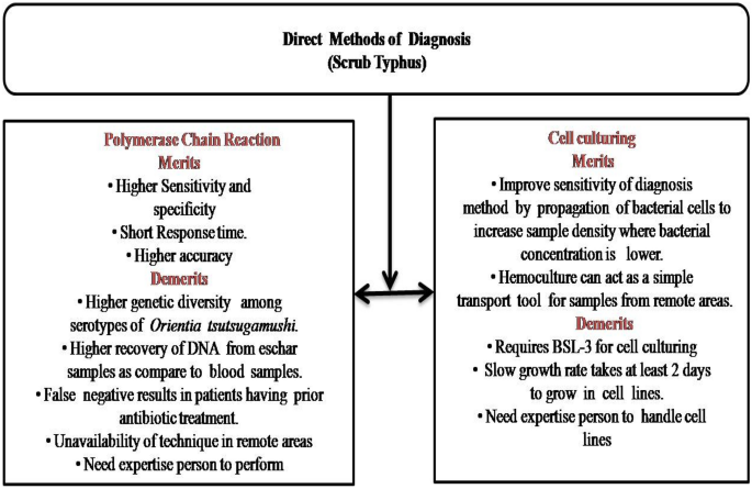 Diagnosis Of Scrub Typhus Recent Advancements And Challenges Springerlink