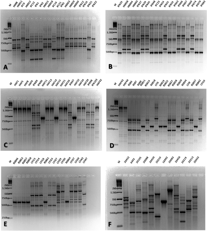 Efficacy of BOX-PCR fingerprinting for taxonomic discrimination of  bifidobacterial species isolated from diverse sources | SpringerLink