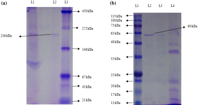 Purification Of High Molecular Weight Thermotolerant Esterase From Serratia Sp And Its Characterization Springerlink