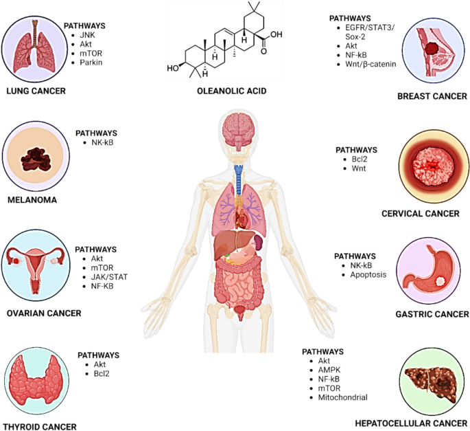 how many times should i take l carnitine a day How Much L-Carnitine Per Day: Expert Guide The Science of Good Health