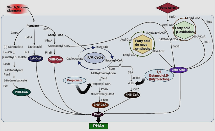 Sustainable production of polyhydroxyalkanoates from waste cooking oil ...