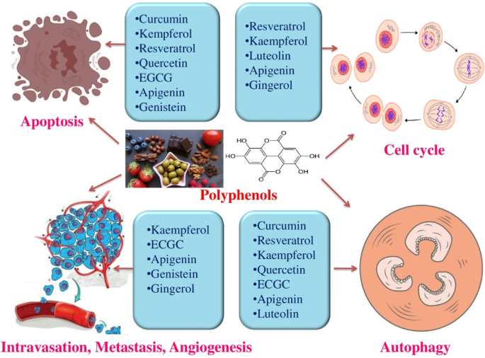 Exploring the mechanisms of action of polyphenols in the treatment of ...