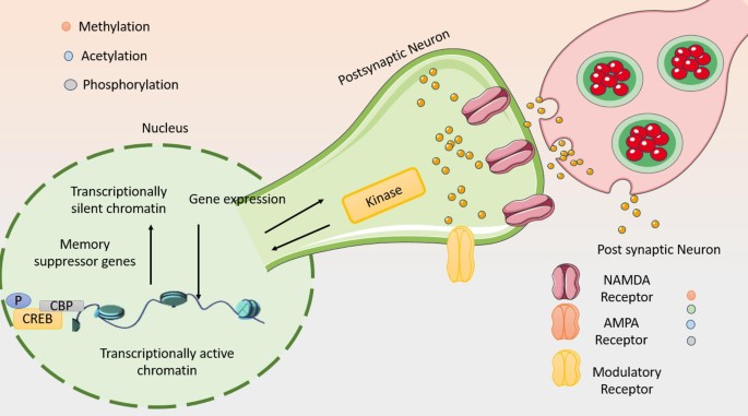 Neuropharmacology of synaptic plasticity: pathways to cognitive ...