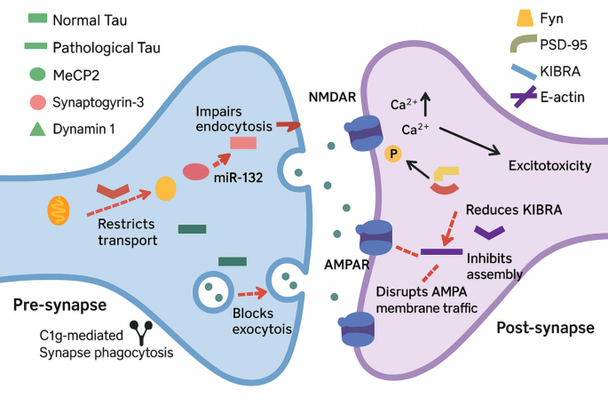 Neuropharmacology of synaptic plasticity: pathways to cognitive ...