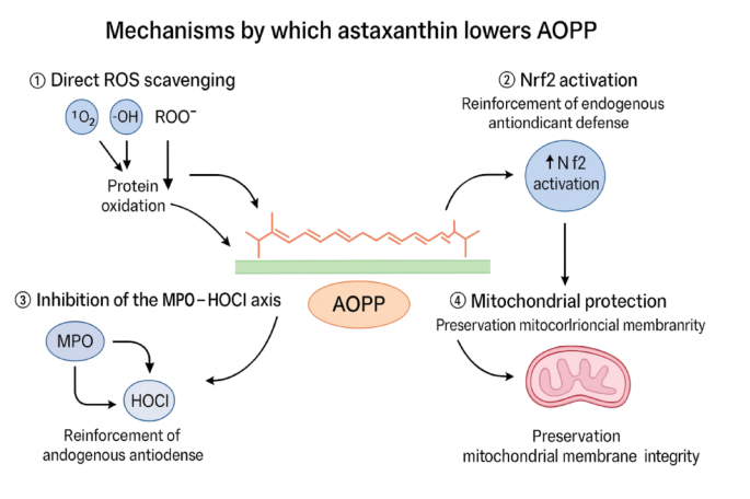 Effects of astaxanthin supplementation on exercise-induced oxidative  stress: a systematic review and meta-analysis of randomized controlled  trials | 3 Biotech | Springer Nature Link