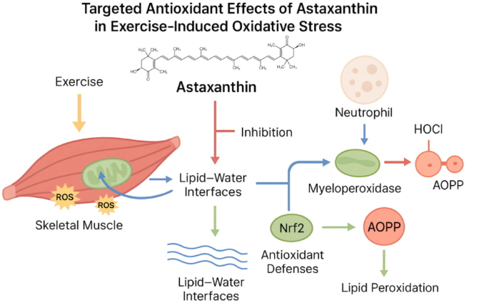 Effects of astaxanthin supplementation on exercise-induced oxidative  stress: a systematic review and meta-analysis of randomized controlled  trials | 3 Biotech | Springer Nature Link