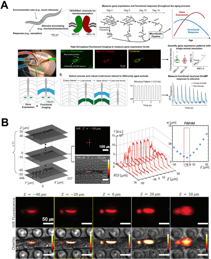 Recent Advances in Microfluidic Platforms for C. Elegans Phenotyping ...