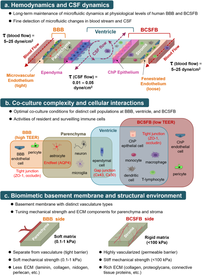 Integrating the Blood–Brain Barrier and Blood-CSF Barrier Organ-on-Chip ...