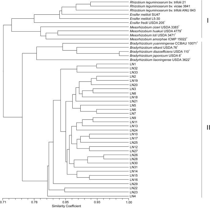 Numerical analysis of phenotypic properties, genomic ...