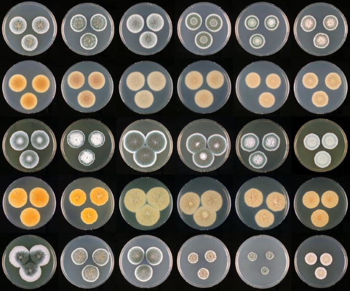 Taxonomy of Penicillium citrinum and related species | SpringerLink