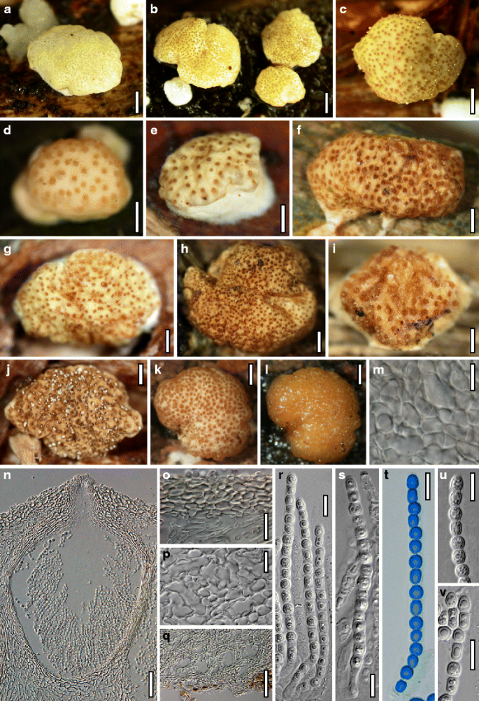 figure 49