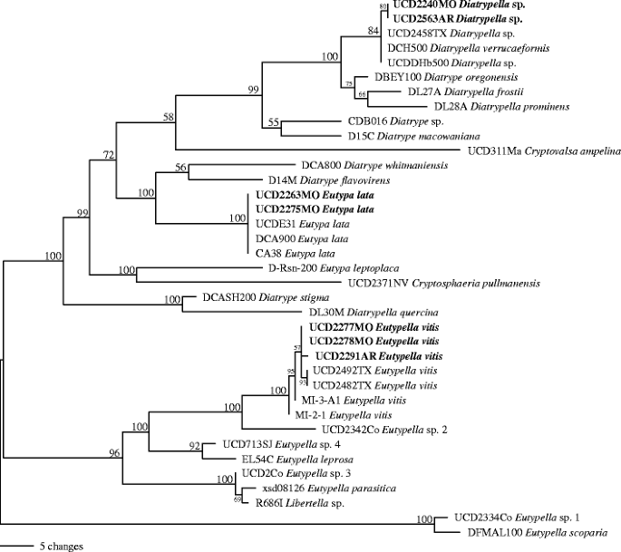 Characterization of fungal pathogens associated with grapevine ...
