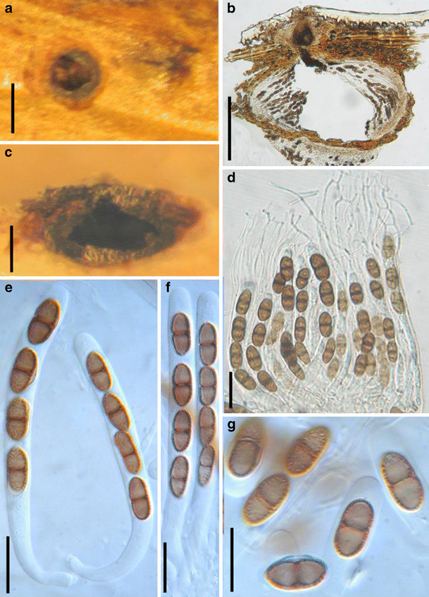 figure 28