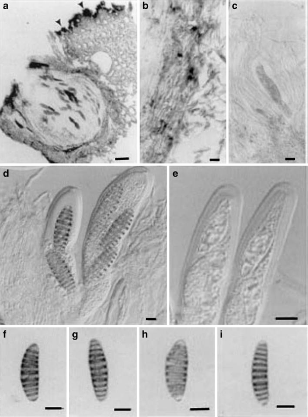 figure 58