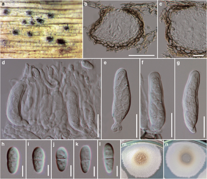 Fungal Diversity Notes 111 252 Taxonomic And Phylogenetic Contributions To Fungal Taxa Springerlink