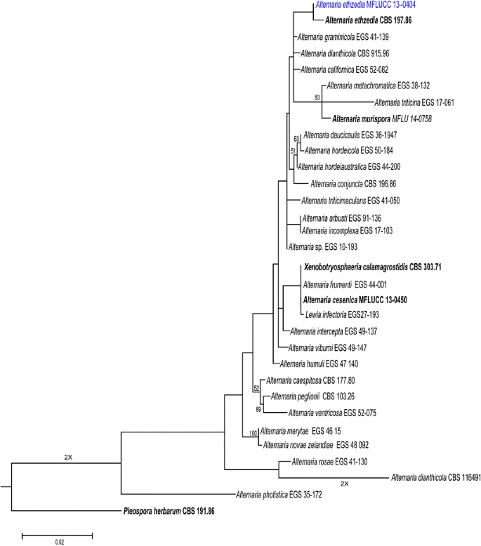 Fungal Diversity Notes 111 252 Taxonomic And Phylogenetic