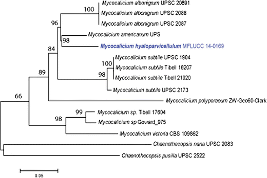 Fungal Diversity Notes 111 252 Taxonomic And Phylogenetic Contributions To Fungal Taxa Springerlink