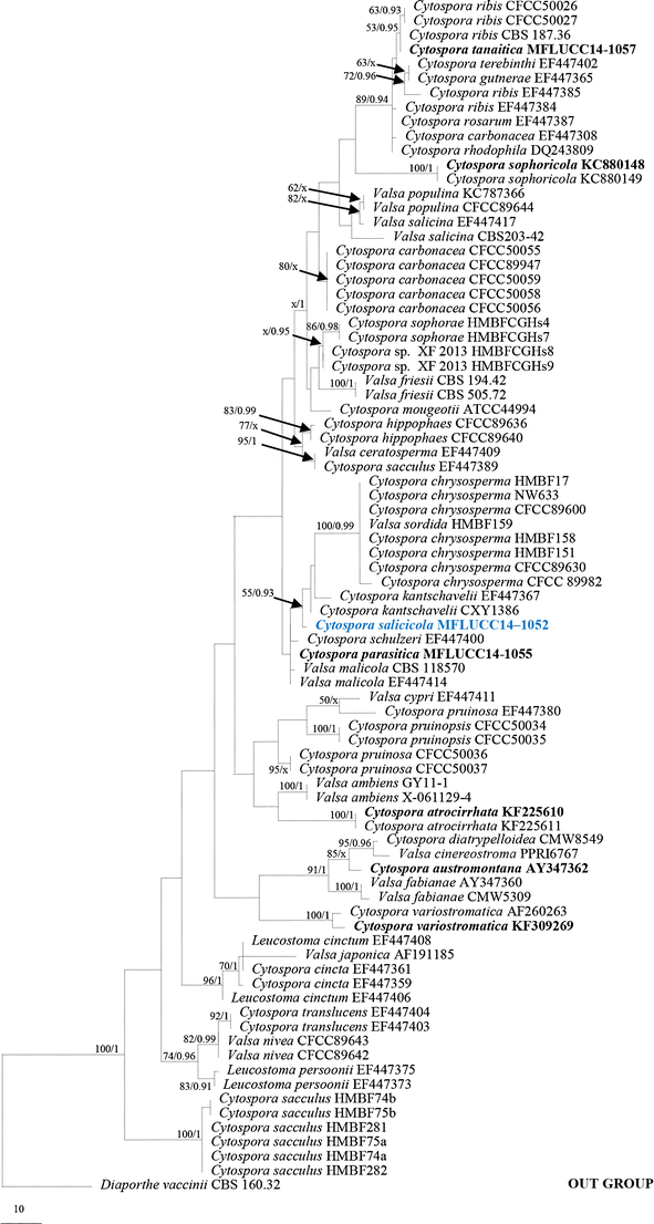 Fungal Diversity Notes 253 366 Taxonomic And Phylogenetic Contributions To Fungal Taxa Springerlink