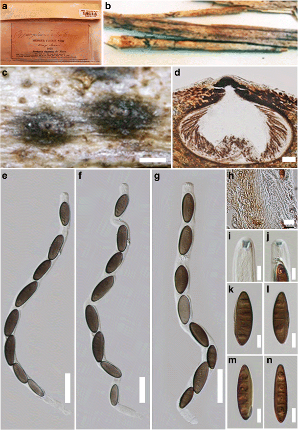 figure 41