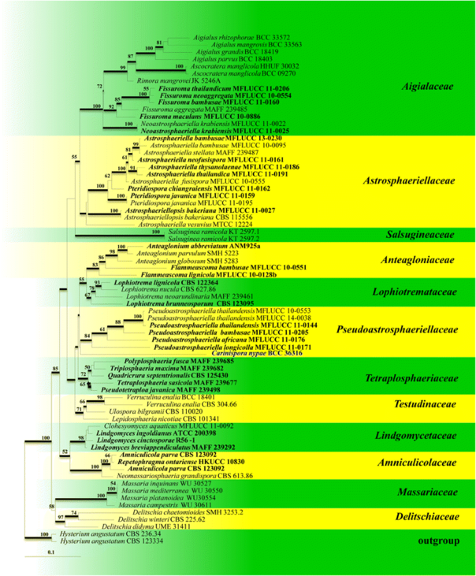 Fungal diversity notes 603–708: taxonomic and phylogenetic notes on genera  and species | SpringerLink