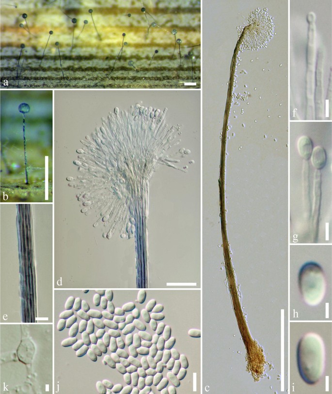 Fungal Diversity Notes 840 928 Micro Fungi Associated With Pandanaceae Springerlink