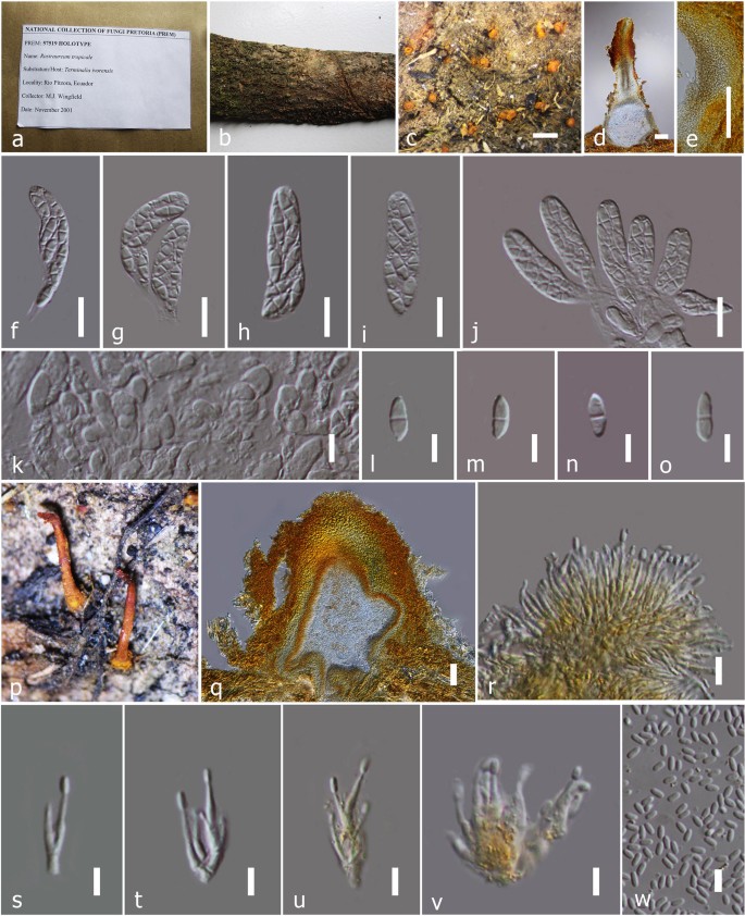 Taxonomic Circumscription Of Diaporthales Based On Multigene Phylogeny And Morphology Springerlink