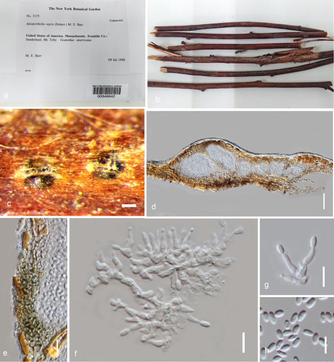 Taxonomic Circumscription Of Diaporthales Based On Multigene Phylogeny And Morphology Springerlink