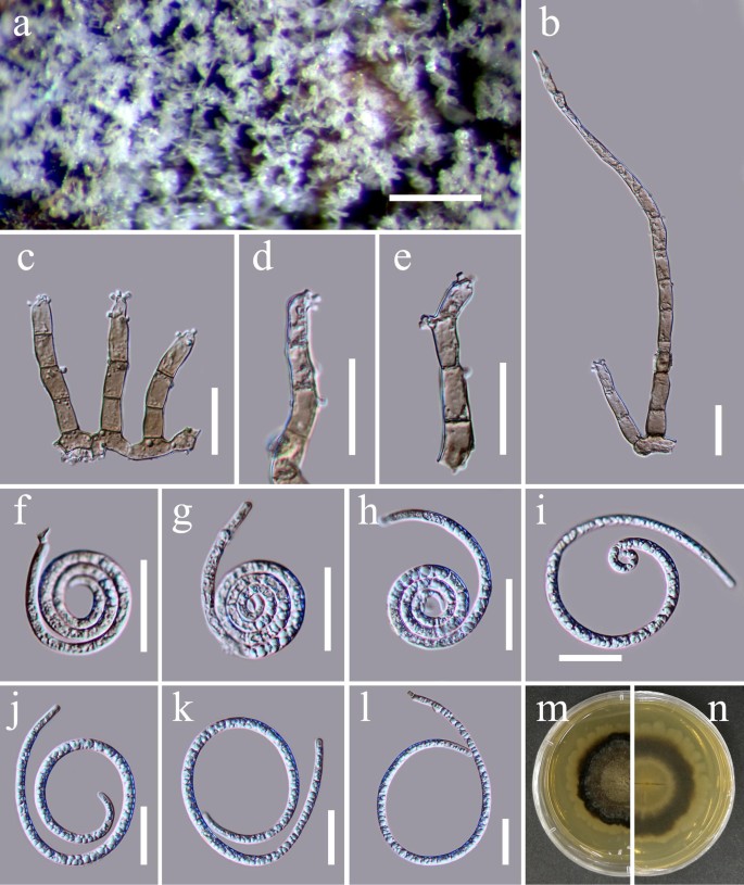 figure 45