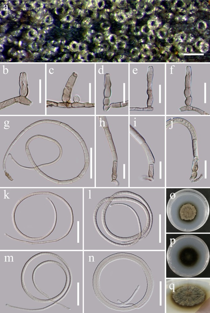 A taxonomic reassessment of Tubeufiales based on multi-locus phylogeny and  morphology | SpringerLink