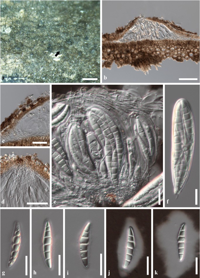 figure 25