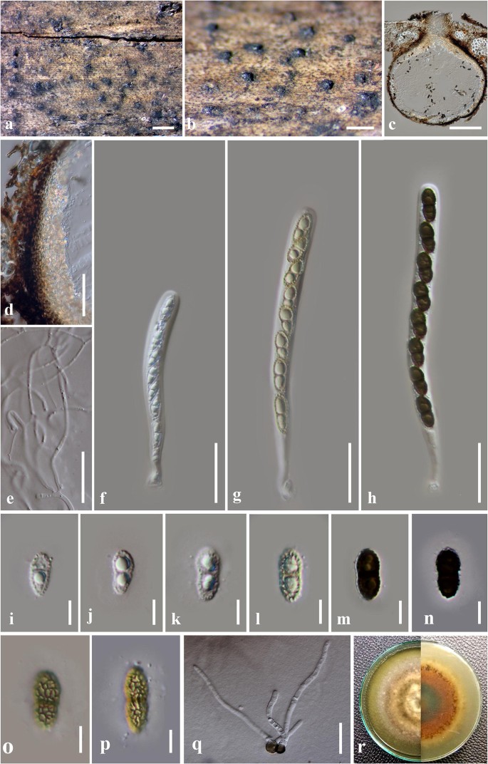 Fungal Diversity Notes 929 1035 Taxonomic And Phylogenetic Contributions On Genera And Species Of Fungi Springerlink