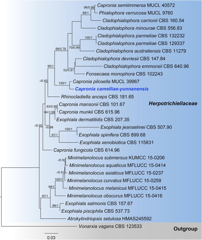 figure 61