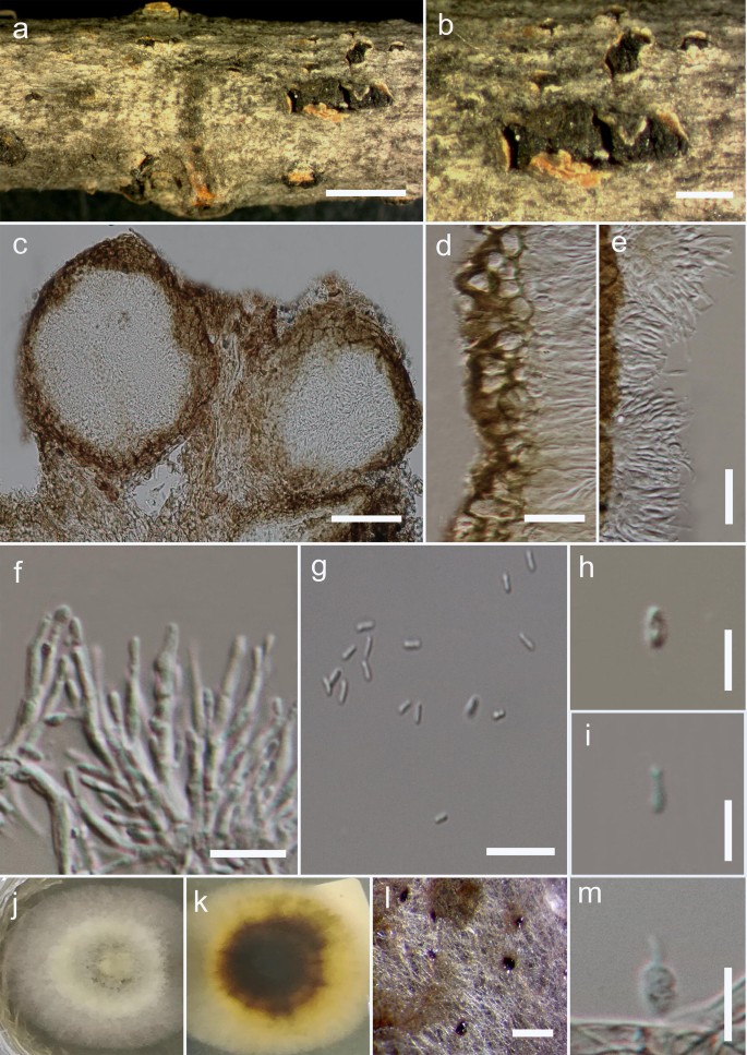 Fungal diversity notes 1036–1150: taxonomic and phylogenetic contributions  on genera and species of fungal taxa | SpringerLink
